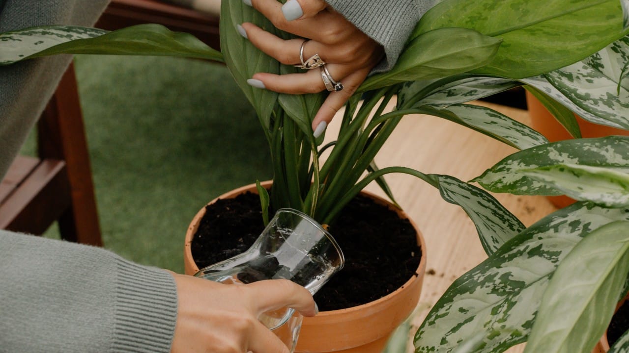 plátanos maduros para hacer florecer tus plantas