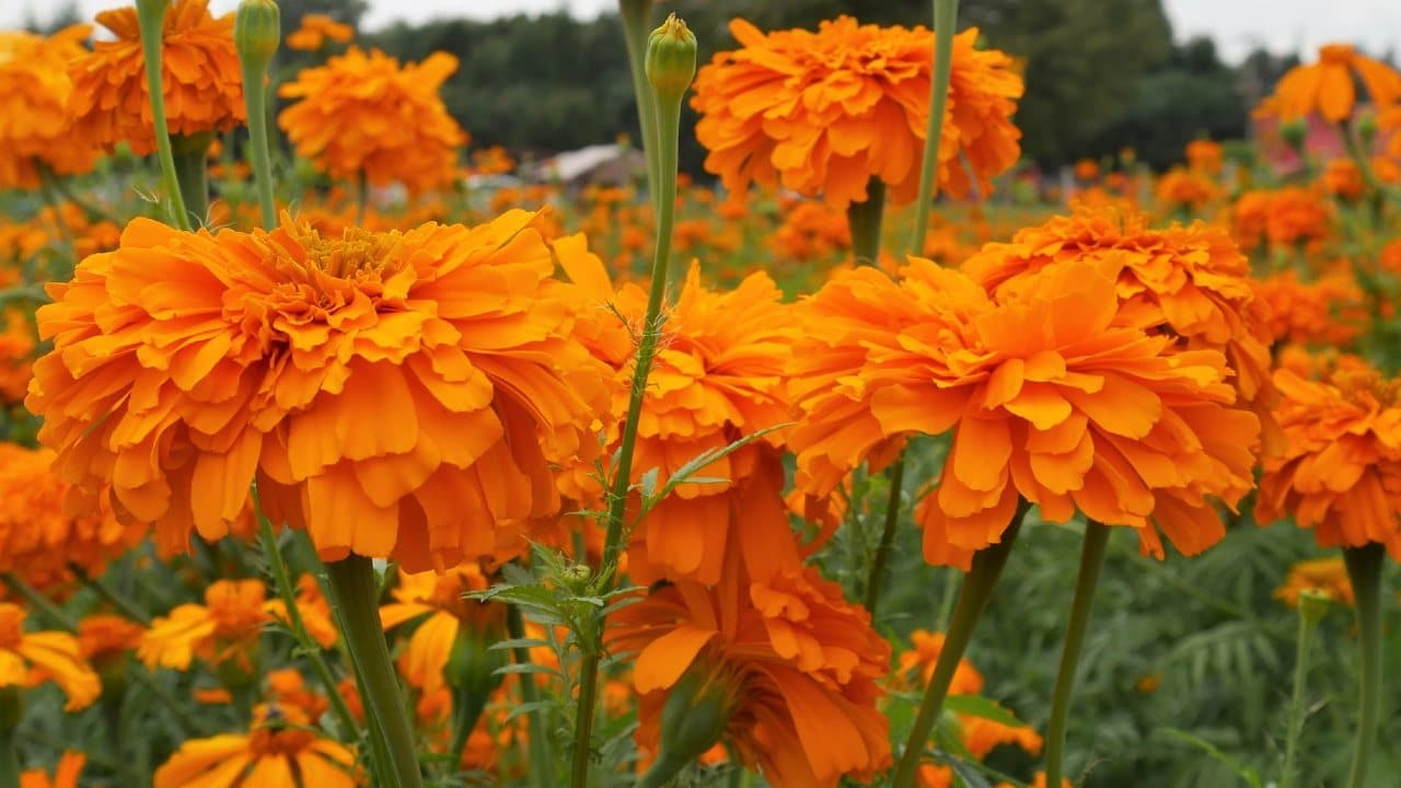 insecticida de cempasúchil