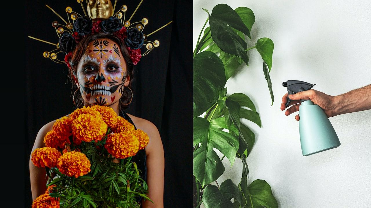 insectos ahuyenta el cempasúchil