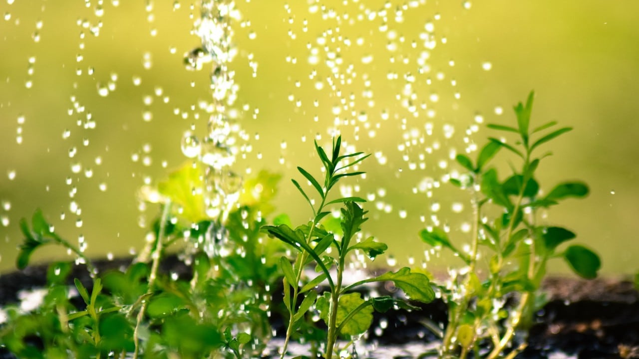 regar las plantas con agua oxigenada