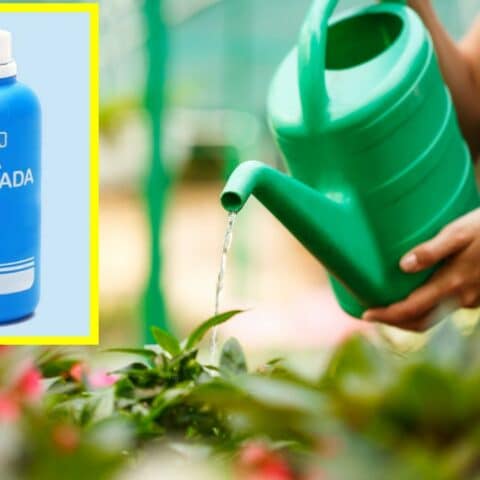 regar las plantas con agua oxigenada