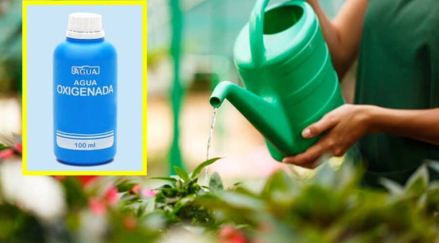 regar las plantas con agua oxigenada