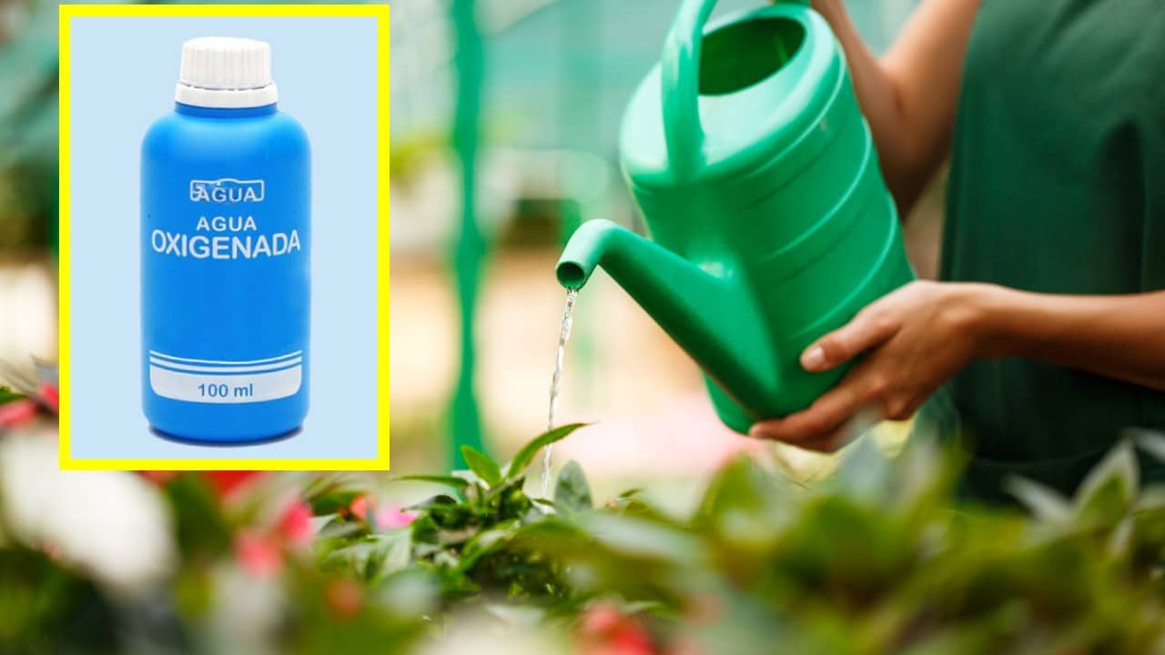 regar las plantas con agua oxigenada