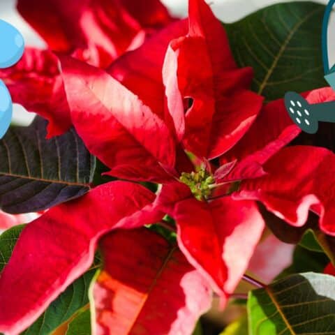 Así debes regar tus nochebuenas