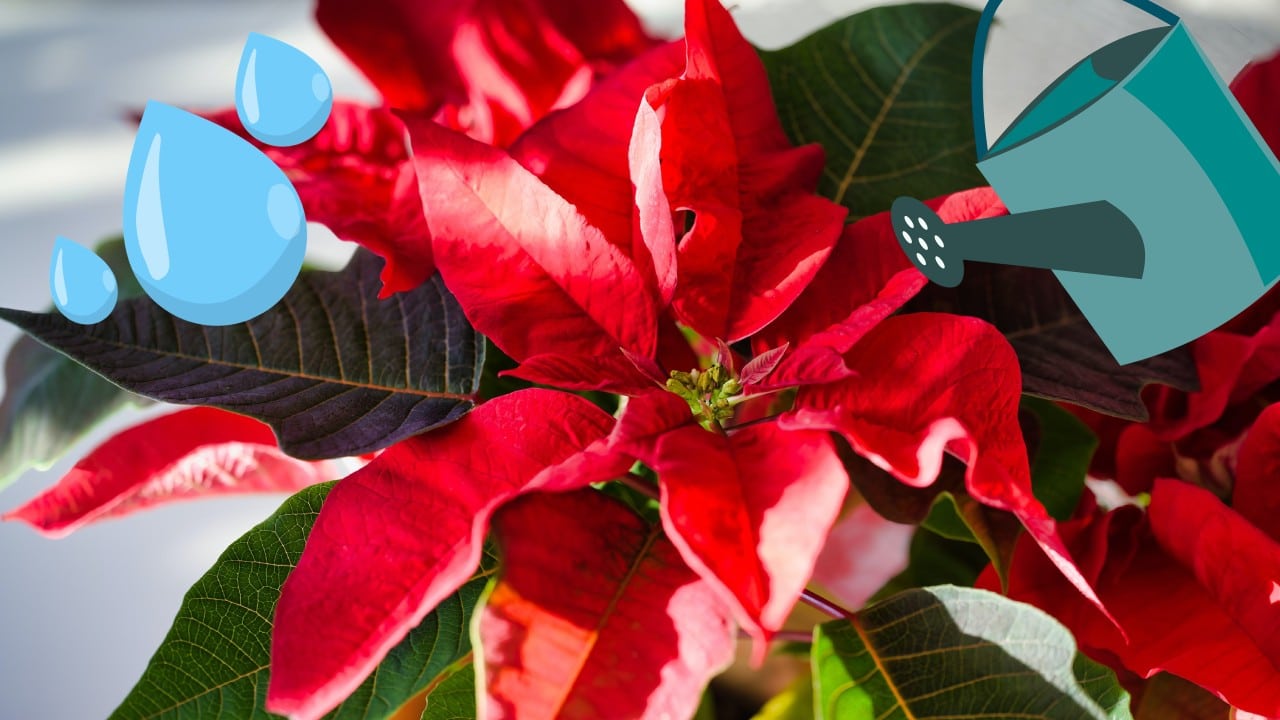 Así debes regar tus nochebuenas