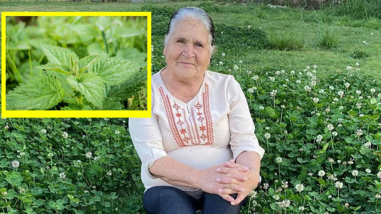 Remedio de Doña Ángela para la circulación