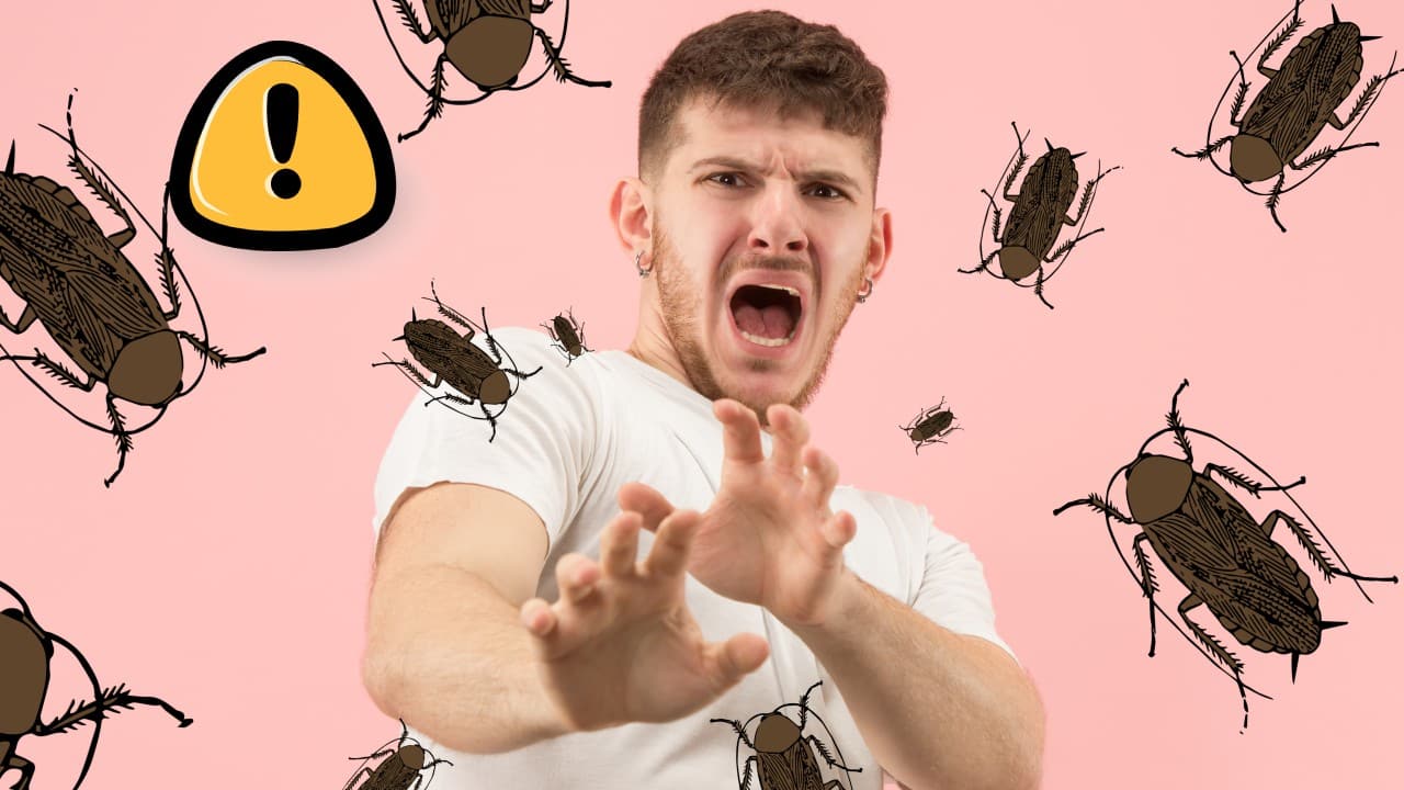 Remedios para eliminar cucarachas de la ropa