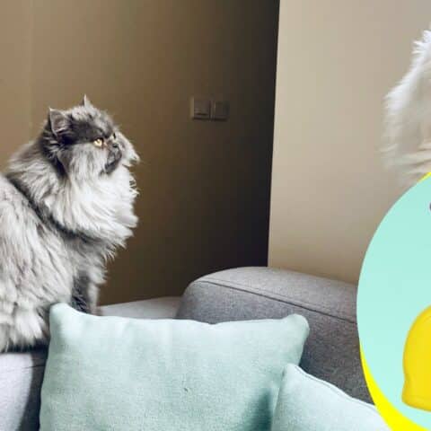 Repelentes caseros para gatos