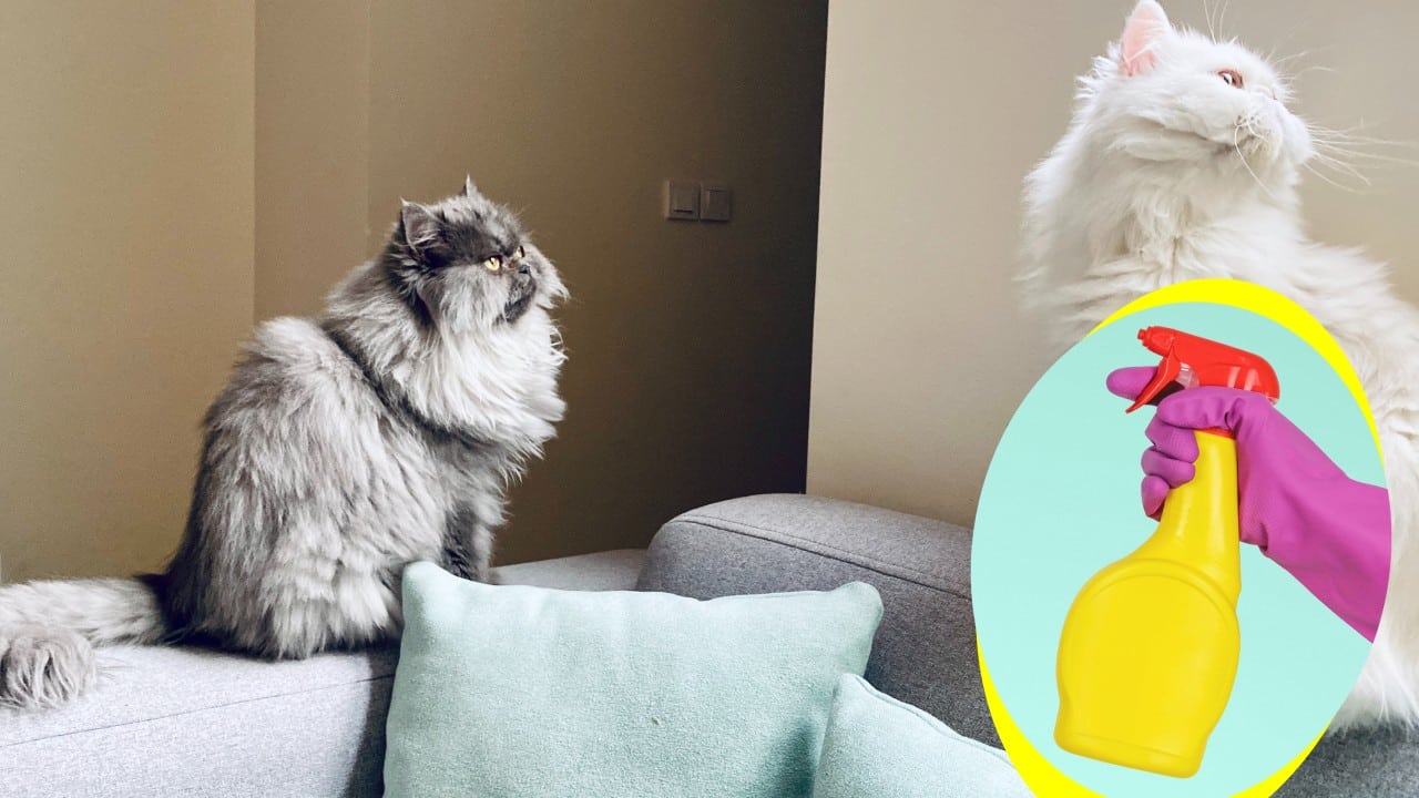 Repelentes caseros para gatos