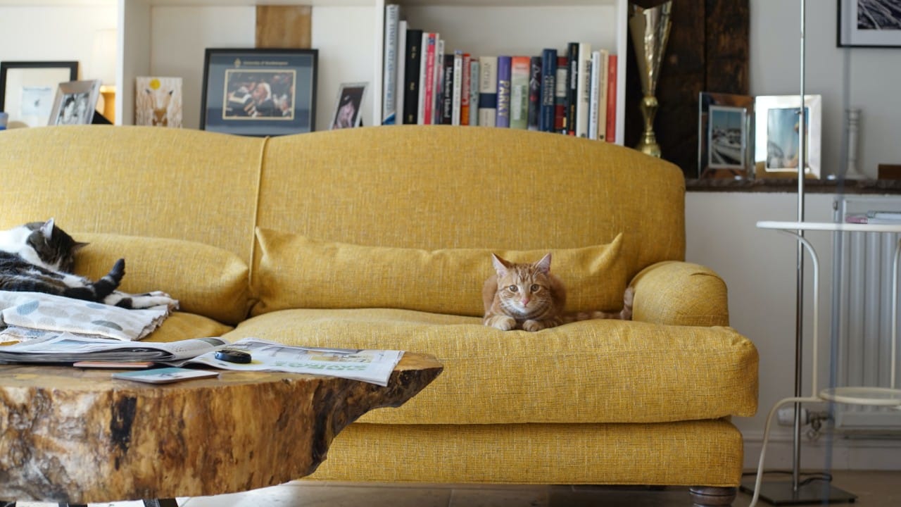 Repelentes caseros para gatos