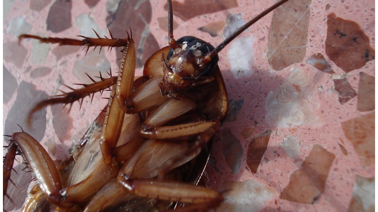 Ver una cucaracha en la pared es una mala señal