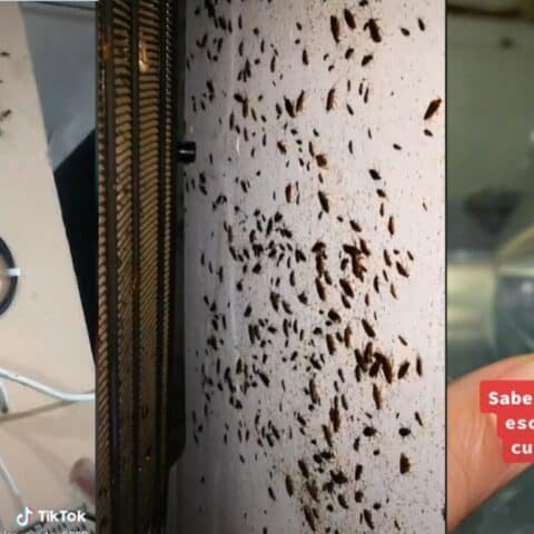 Ver una cucaracha en la pared es una mala señal