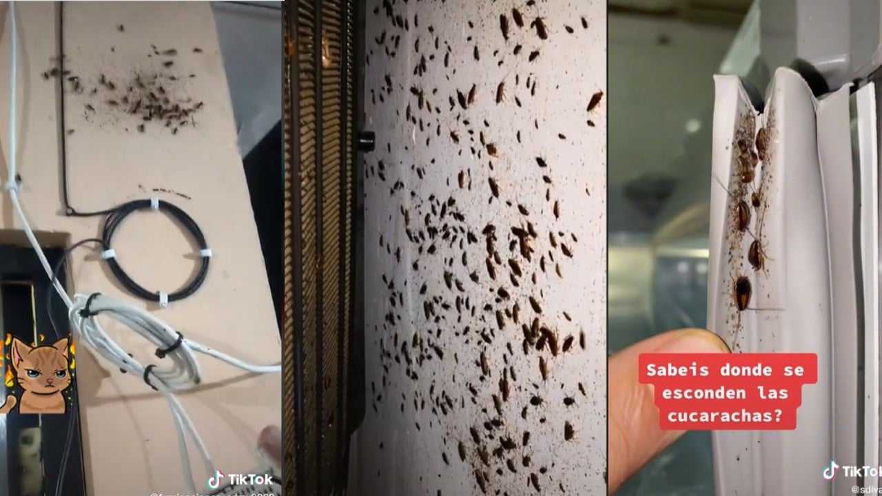 Ver una cucaracha en la pared es una mala señal