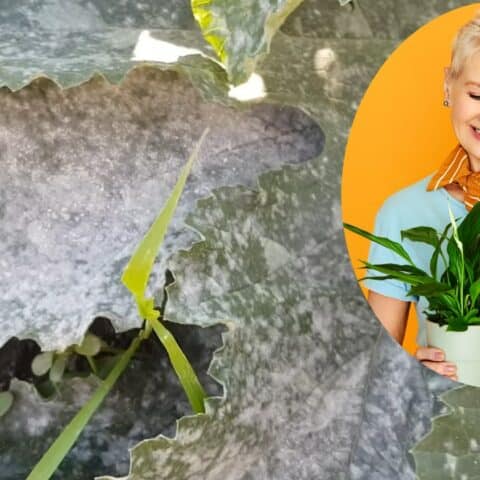 acabar con los hongos de tus plantas