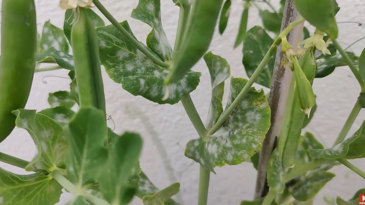 hongos en el jardín