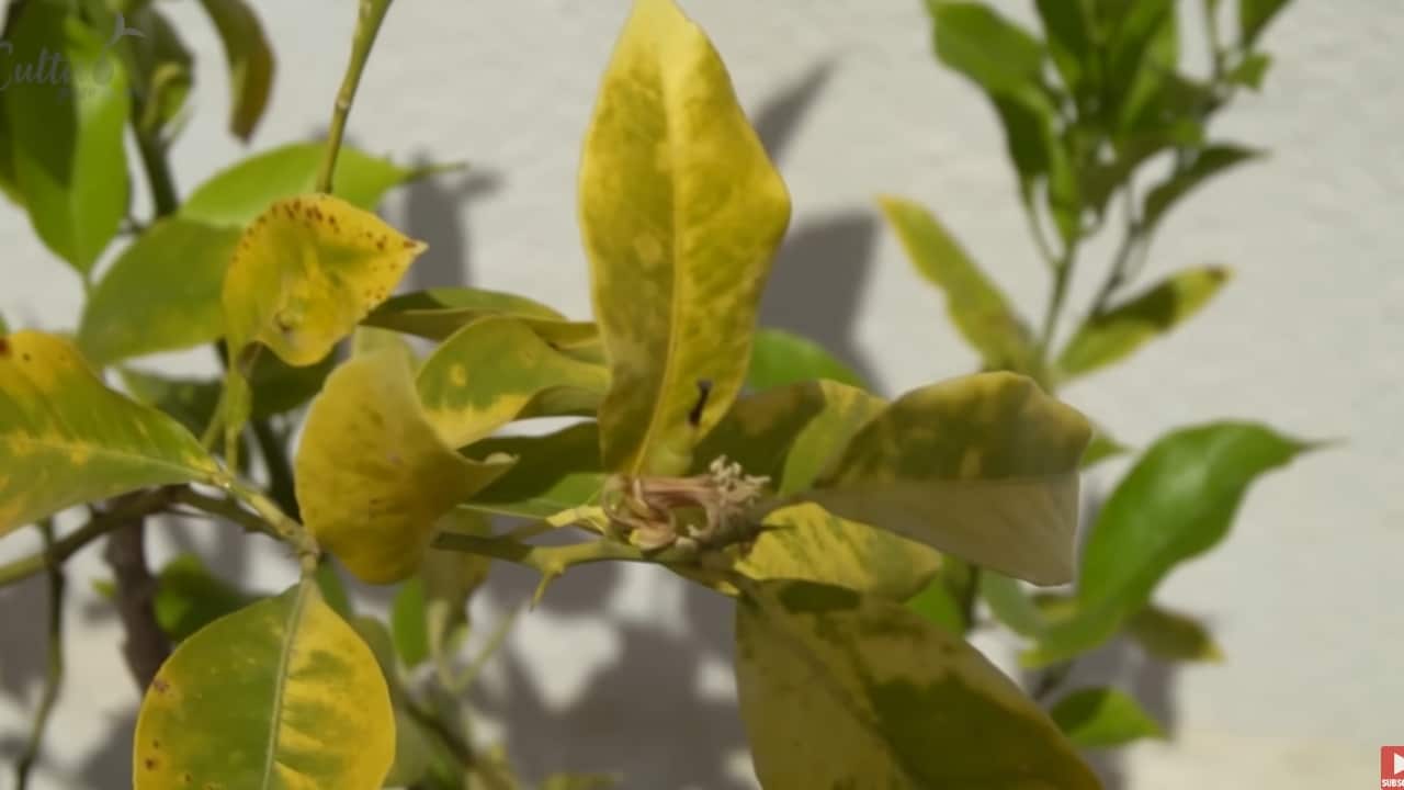 elimina los hongos de tus plantas