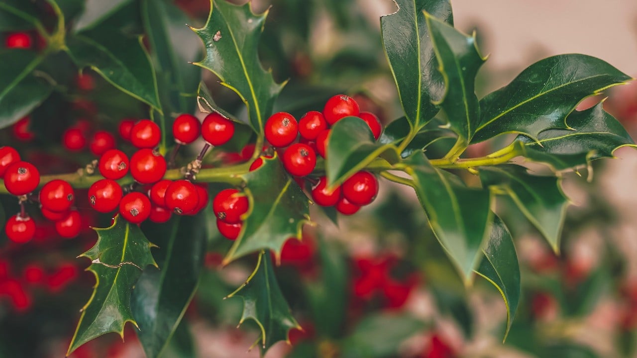 nochebuena toxica perros y gatos