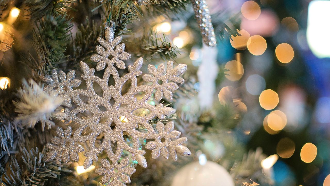 plantas navidenas toxicas gatos