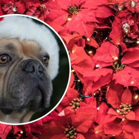 plantas navidenas toxicas perros