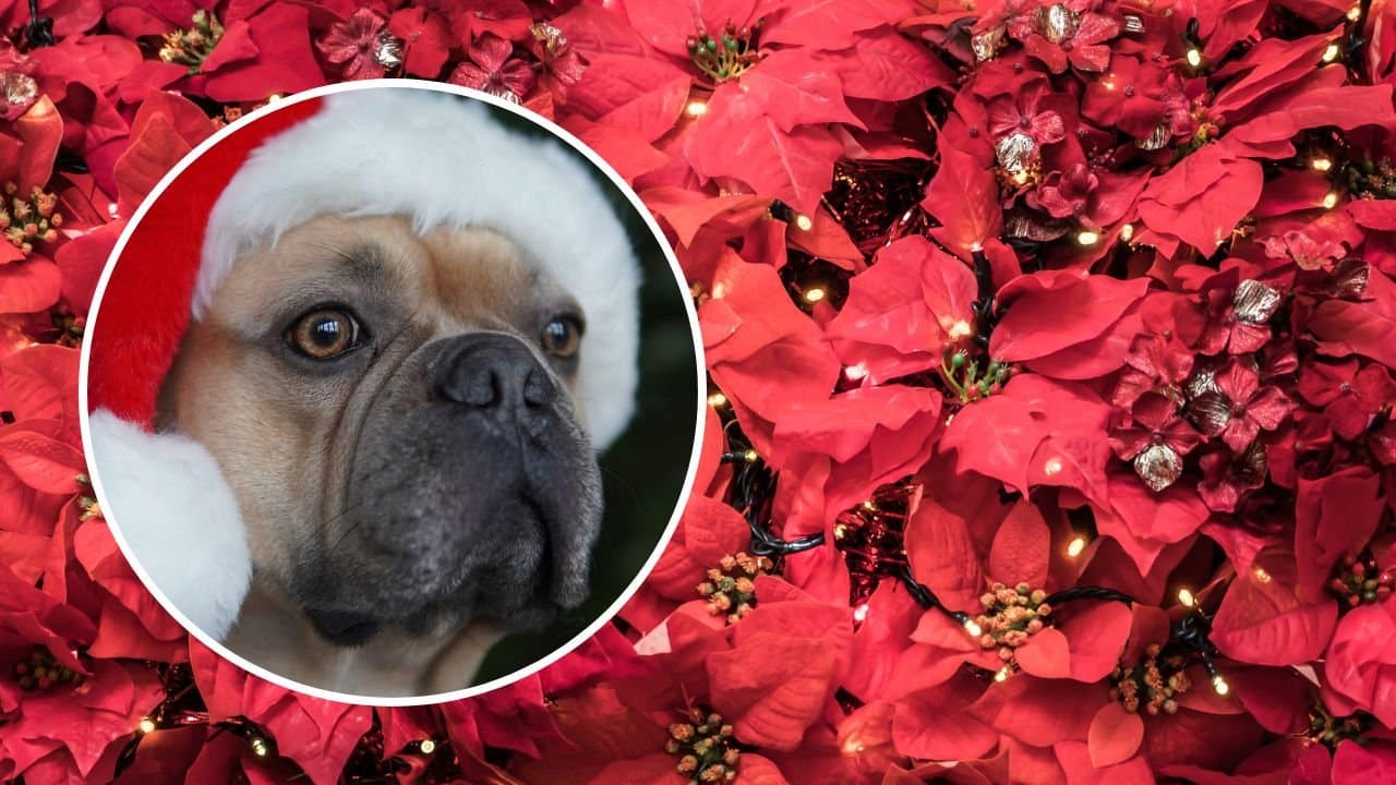 plantas navidenas toxicas perros