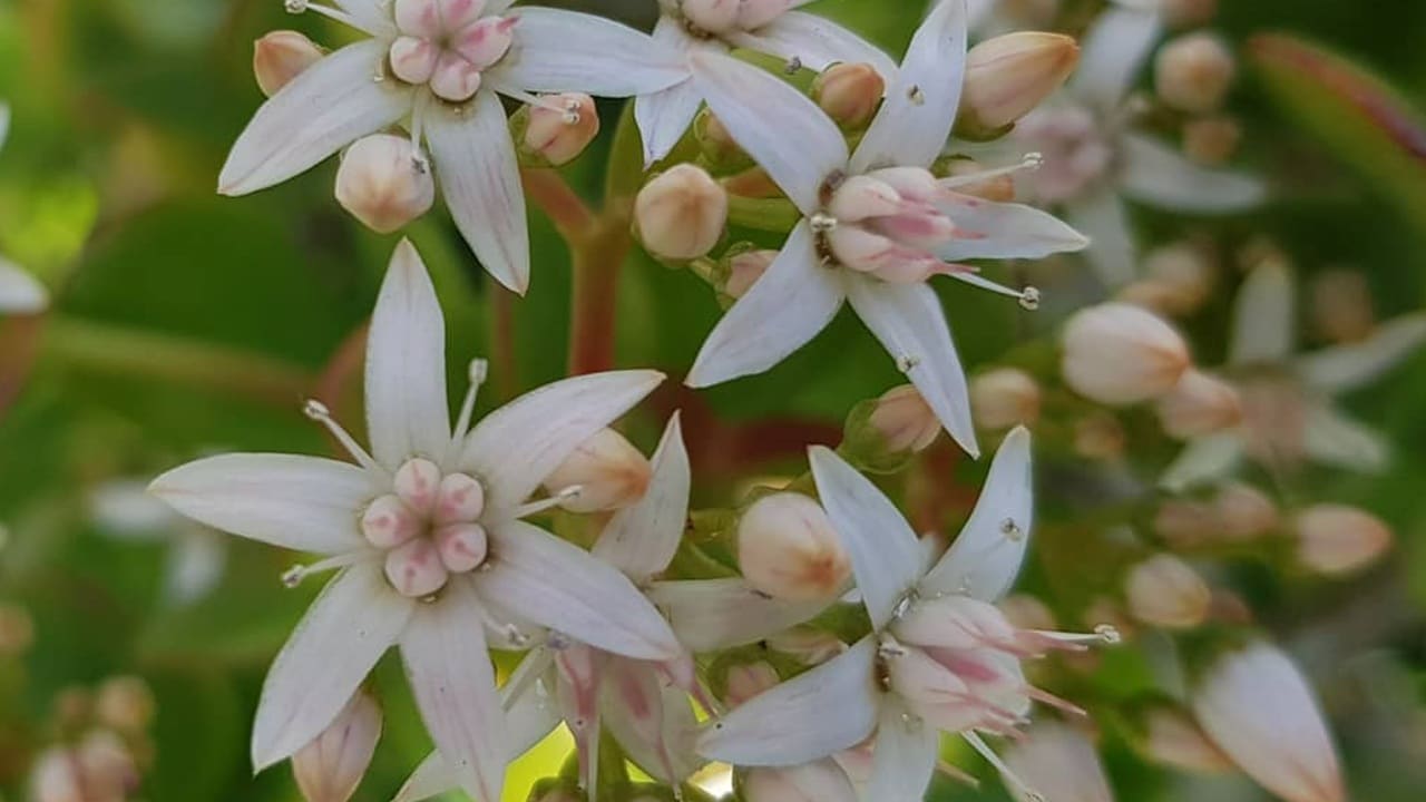 hacer florecer tu planta de jade