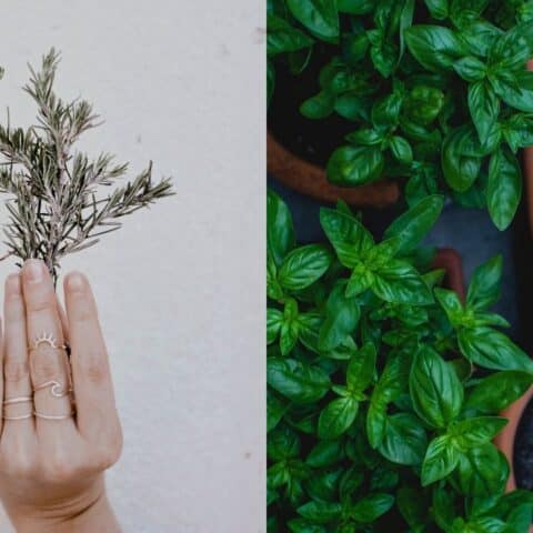 plantas cultivar en noviembre