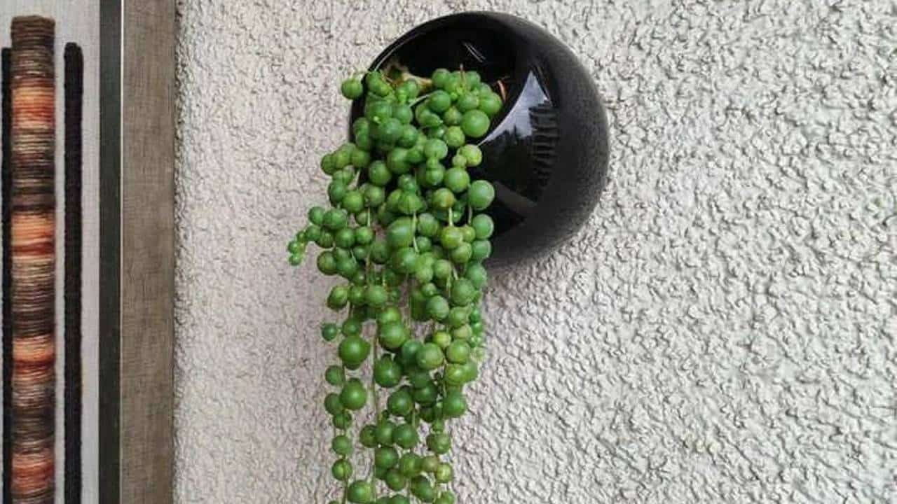 cuidados de la planta rosario