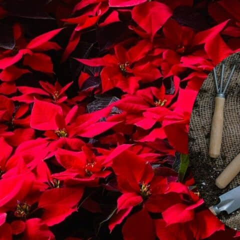 Nochebuena se mantenga roja y hermosa