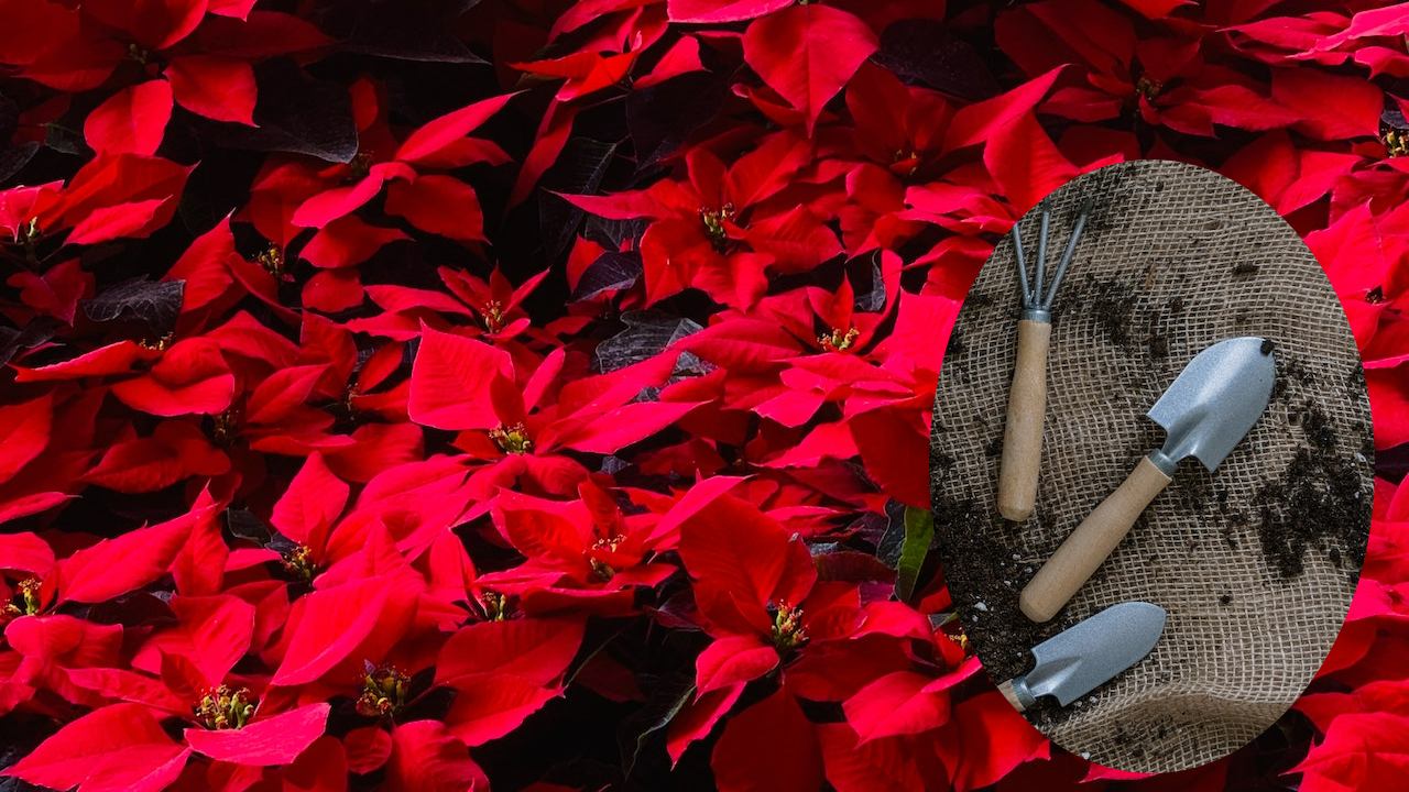 Nochebuena se mantenga roja y hermosa