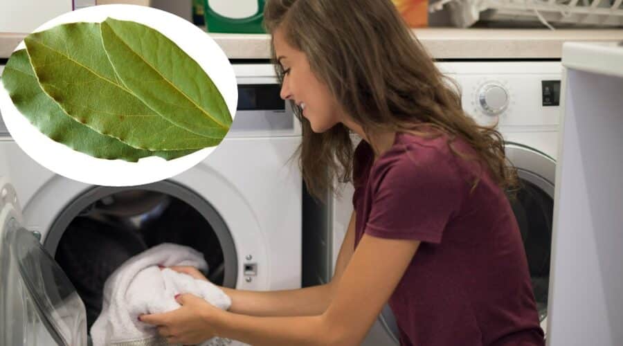 Agregar hojas de laurel a la lavadora