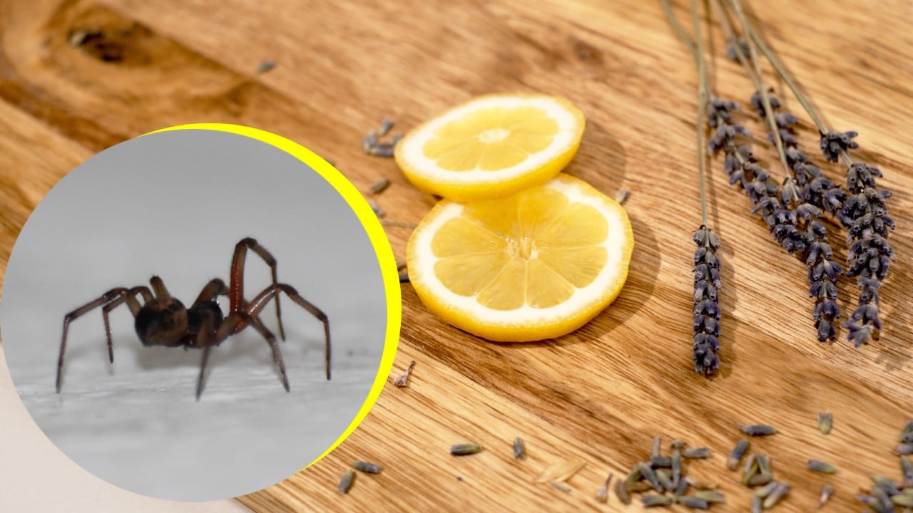 Ahuyenta a las arañas de tu hogar