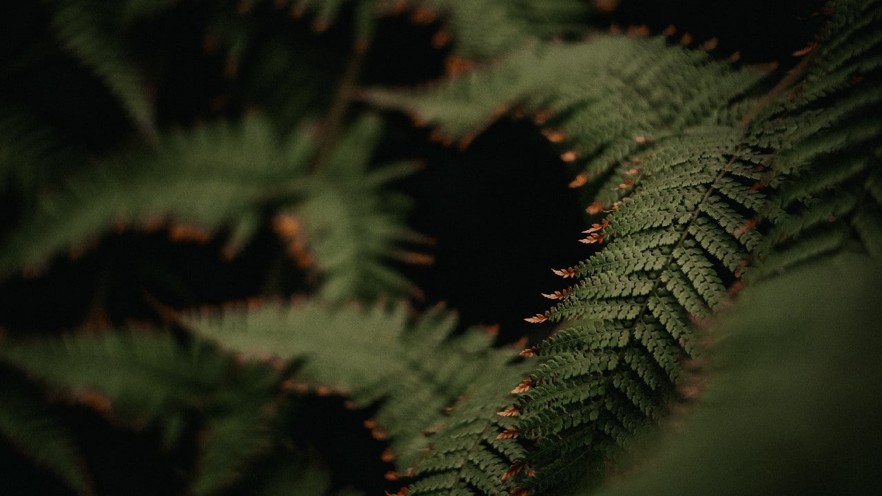 como cuidar plantas en invierno