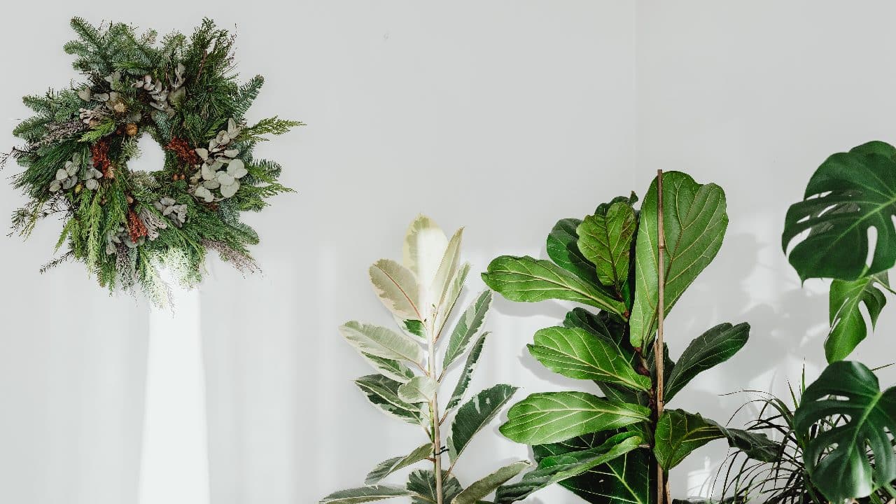 preparar plantas para invierno