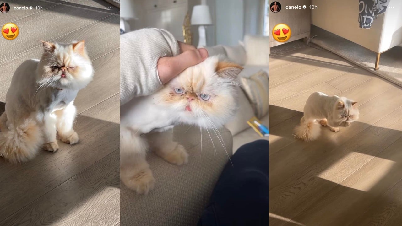 Cuánto cuesta el gato del Canelo