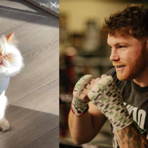 Cuánto cuesta el gato del Canelo