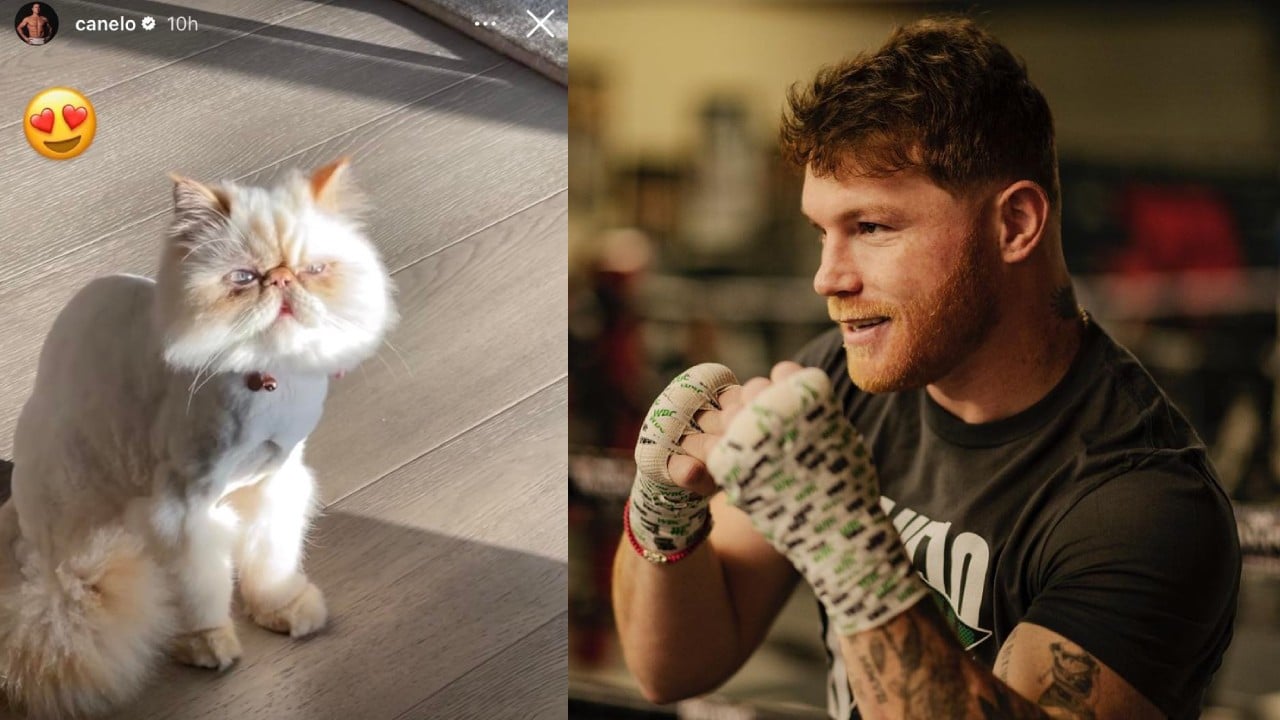 Cuánto cuesta el gato del Canelo