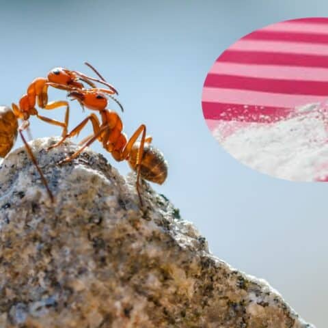 acabar con la plaga de hormigas