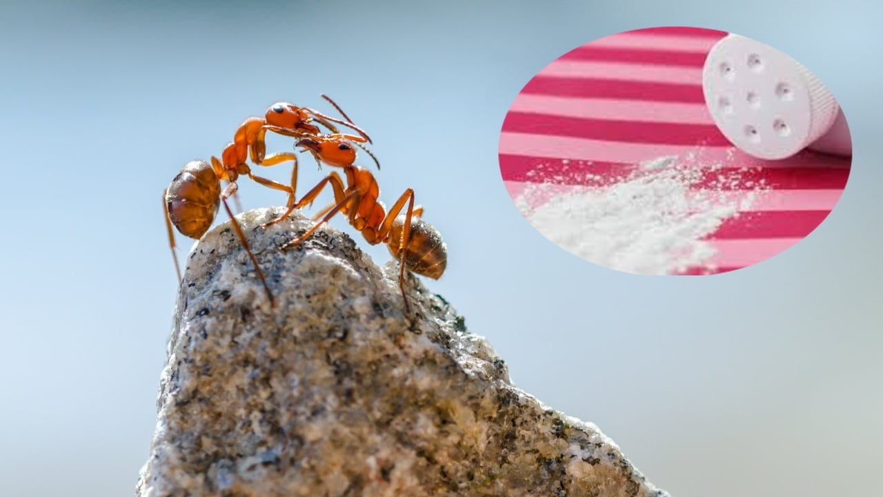 acabar con la plaga de hormigas