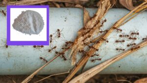 mantener alejada la plaga de hormigas