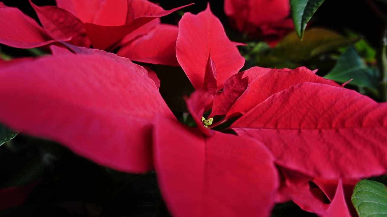 trucos nochebuena frondosa