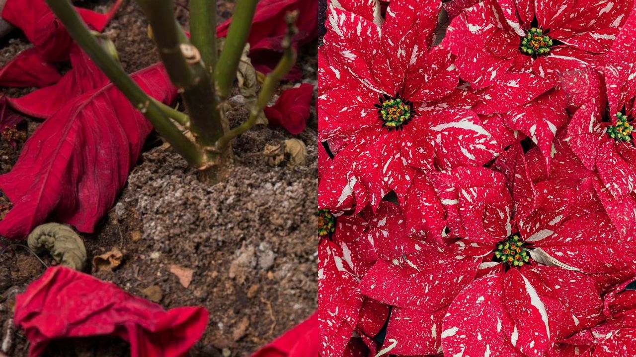 nochebuena se deshoja