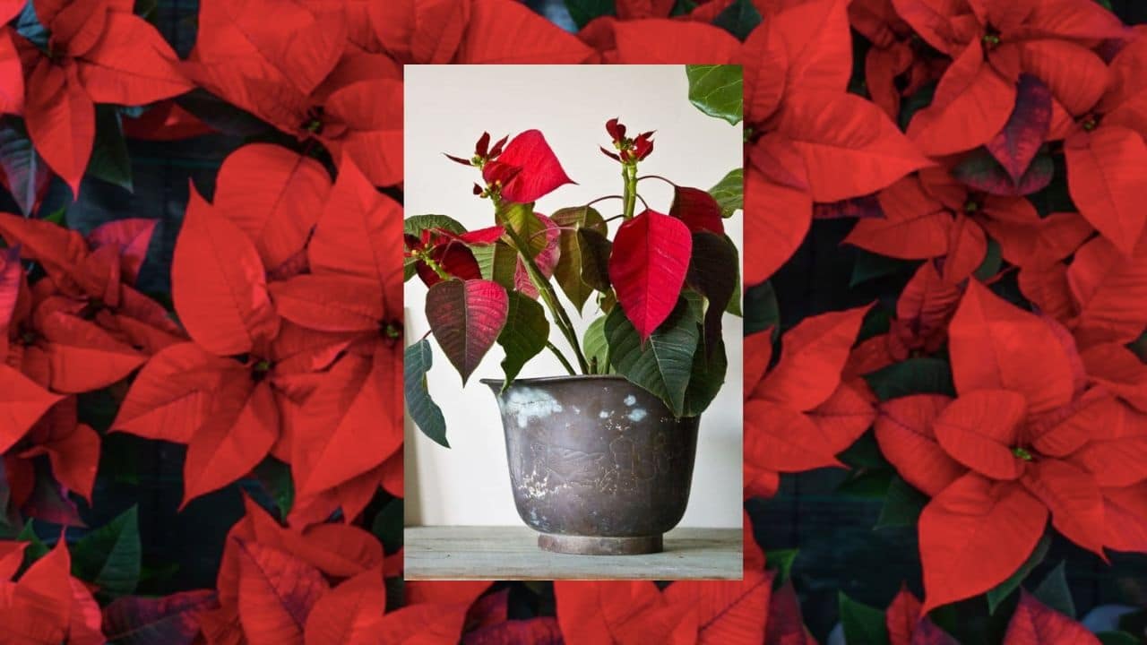 evitar nochebuena se caigan hojas