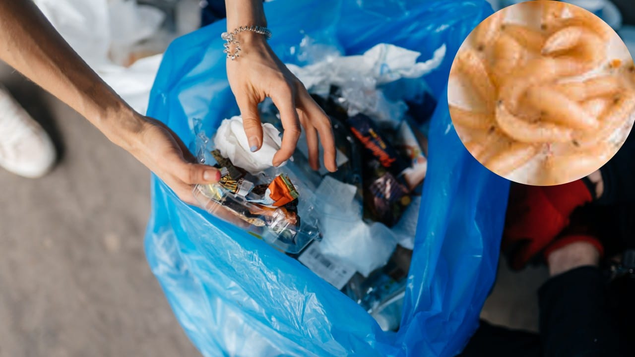 Cómo evitar que le salgan gusanos blancos al bote de basura: 2 poderosos trucos para eliminarlos