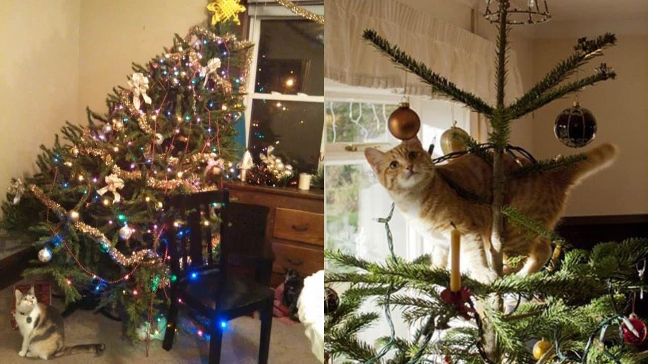 Evitar que tu gato destruya tu árbol de Navidad