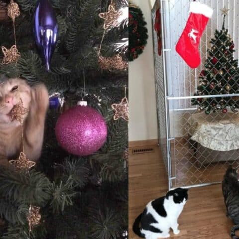 Evitar que tu gato destruya tu árbol de Navidad