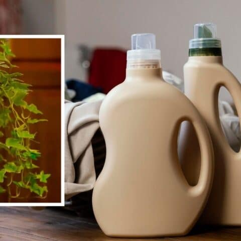 macetas con botellas de suavizante