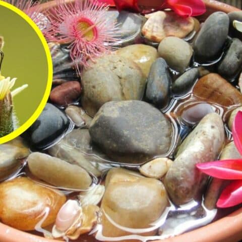 Cómo hacer un bebedero para abejas