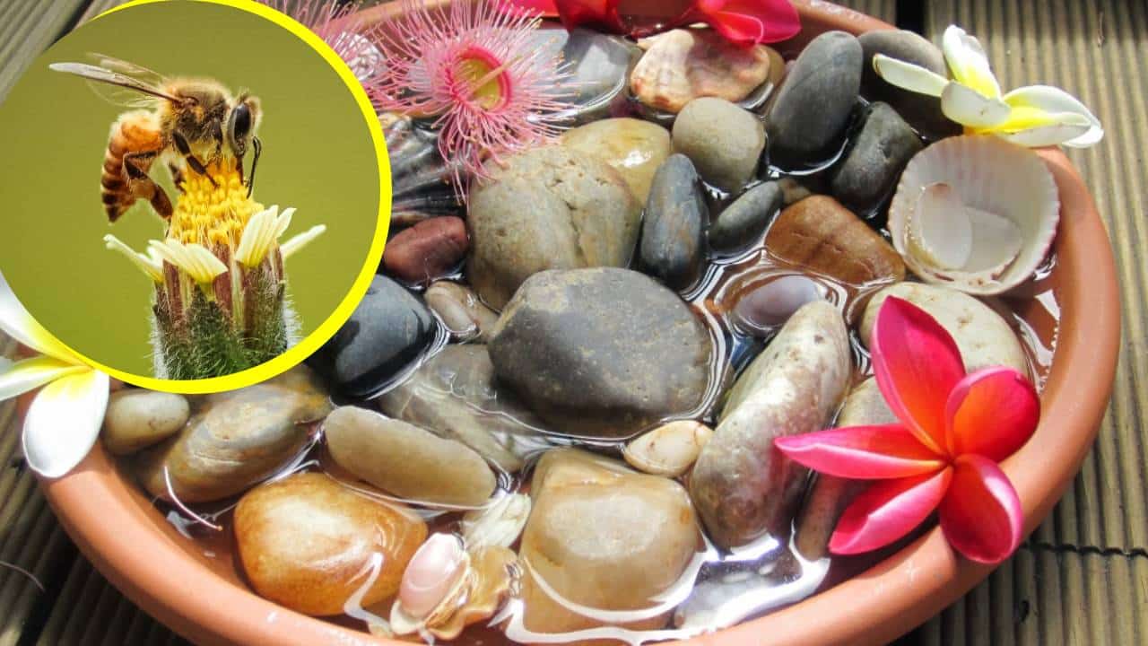 Cómo hacer un bebedero para abejas