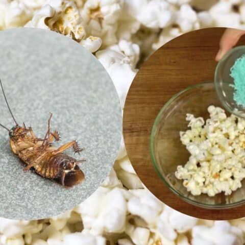 trampa de palomitas cucarachas