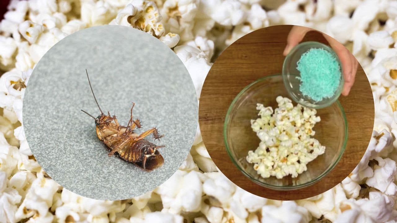 trampa de palomitas cucarachas
